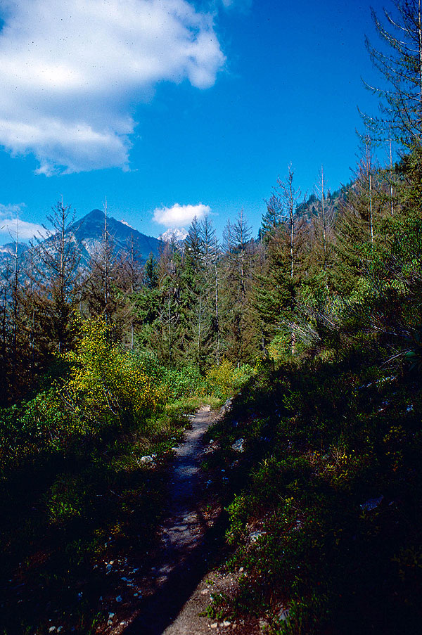 PCT trail along Agnes Creek