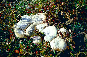 mushrooms-on-miners-ridge