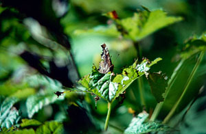 butterfly-kennedy-hotsprings