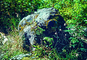 It's a rock ... with ferns.