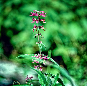 wildflower-kennedy-hotsprings