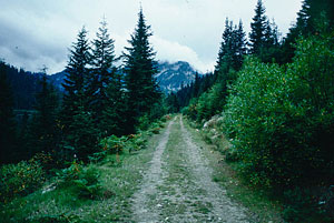 access-road-leading-to-stevens-pass